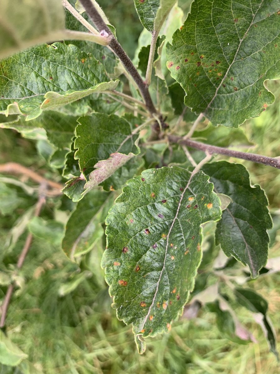 Jean Sabety tweet media