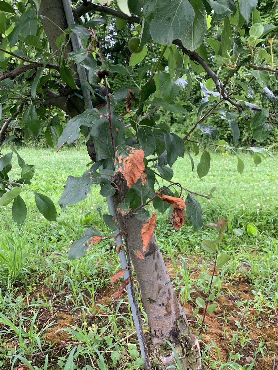 Jean Sabety tweet media