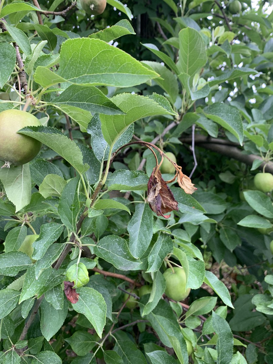 Jean Sabety tweet media