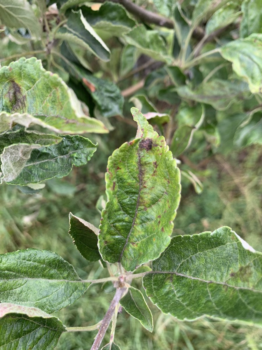 Jean Sabety tweet media