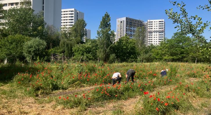 VINCI Immobilier (@vinciimmobilier) on Twitter photo 🌿 À <a href="/VilleNanterre/">Nanterre</a> , une friche de 4 ha a été transformée par l’association <a href="/FermeBonheur/">La Ferme du Bonheur</a> , en un lieu de rencontres et d’expérimentations écologiques et sociales. <a href="/PatrickBouchain/">Patrick Bouchain</a> s'est engagé à préserver ce lieu en cœur de ville.➡️urlz.fr/roLo 🌿 À <a href="/VilleNanterre/">Nanterre</a> , une friche de 4 ha a été transformée par l’association <a href="/FermeBonheur/">La Ferme du Bonheur</a> , en un lieu de rencontres et d’expérimentations écologiques et sociales. <a href="/PatrickBouchain/">Patrick Bouchain</a> s'est engagé à préserver ce lieu en cœur de ville.➡️urlz.fr/roLo