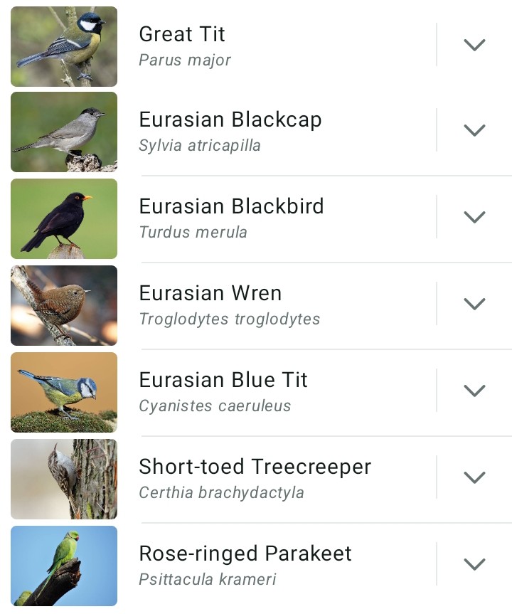 MatthiessenAnna's tweet photo. The usual suspects in any park in Brussels 🎶🐦‍⬛🦜🎶 https://t.co/vVeeOq41E2