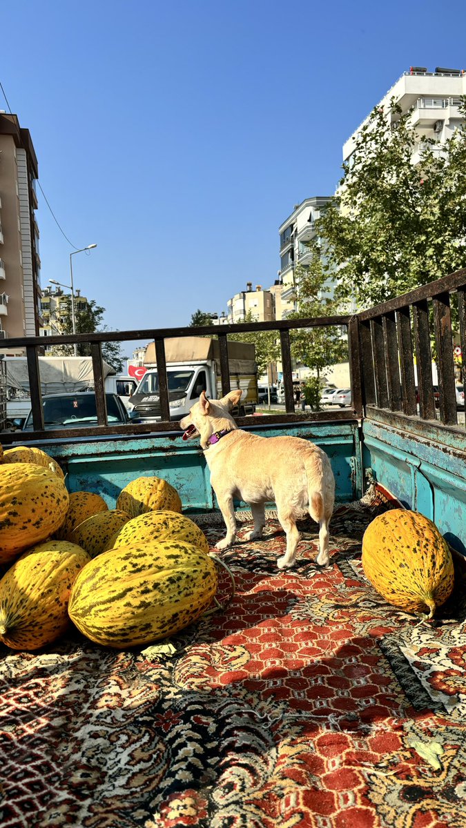 bendogurdum's tweet photo. Marjinal aile falan değiliz annemle babam pazarcılık yapıyor sabah 6da karpuz indirdik fotoğraflar oradan.
Köyde sahipsiz onlarca kediye bakıyor babam emek emek kazandığı parayla gocunmadn yapıyor bunu. 
İyi insan olmak için hiçbir bahane yok ama siz saf kötüsünüz.
#yasayıgeriçek https://t.co/2nvSA0hTsC