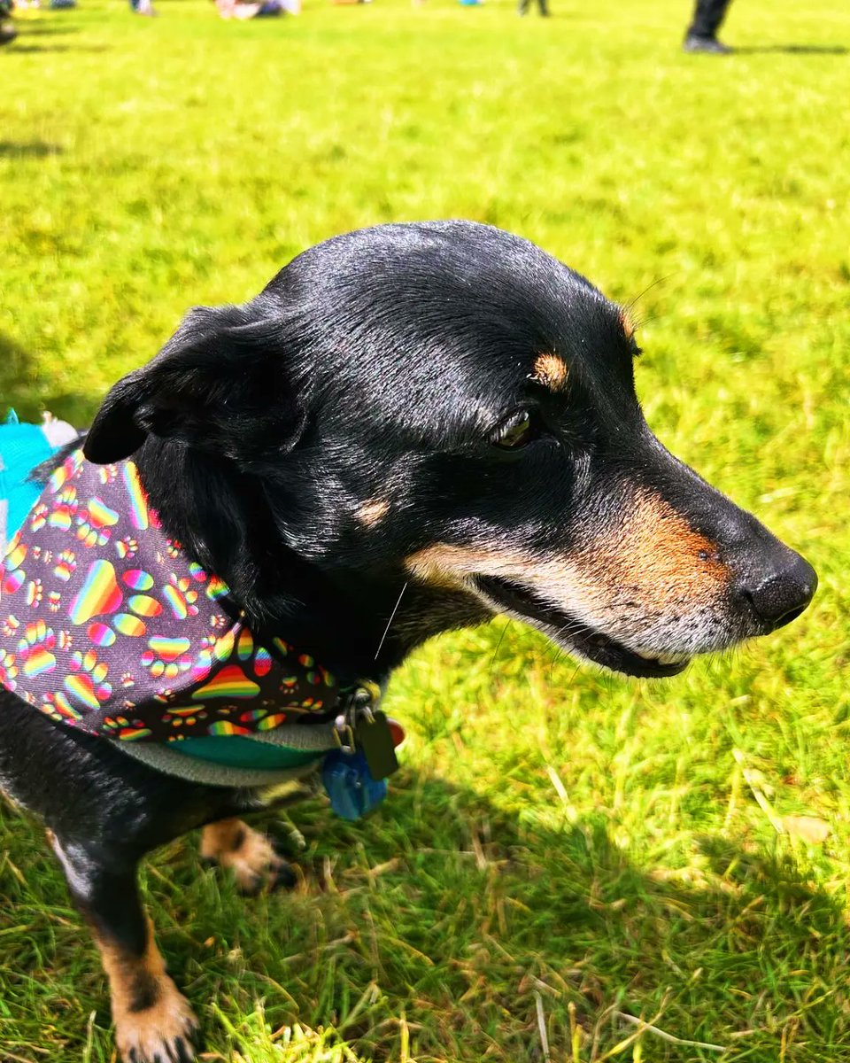 Dan's Dog Day Care tweet media