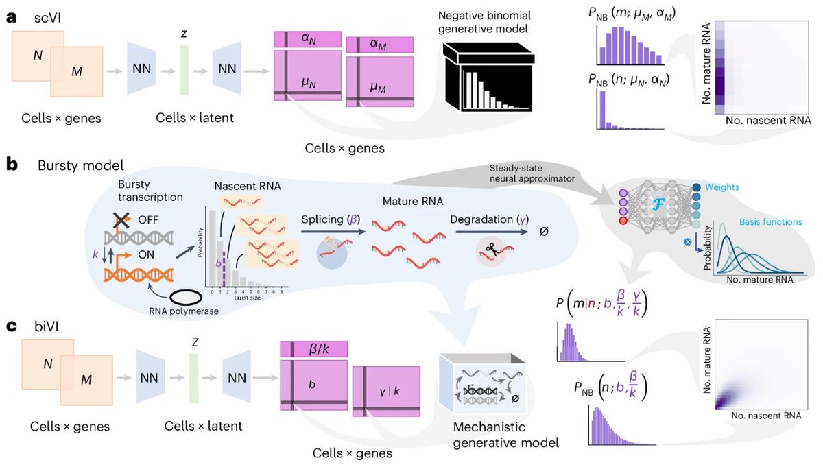 biVI models the biophysical processes generating nascent and mature single-cell transcriptomes using variational autoencoders. 
<a href="/MariaCarilli/">Maria Carilli</a> <a href="/GorinGennady/">Gennady Gorin</a> <a href="/funion10/">Yongin Choi</a> <a href="/lpachter/">Lior Pachter</a> 

nature.com/articles/s4159…