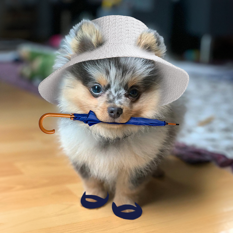 $Bubbles the Pom tweet media