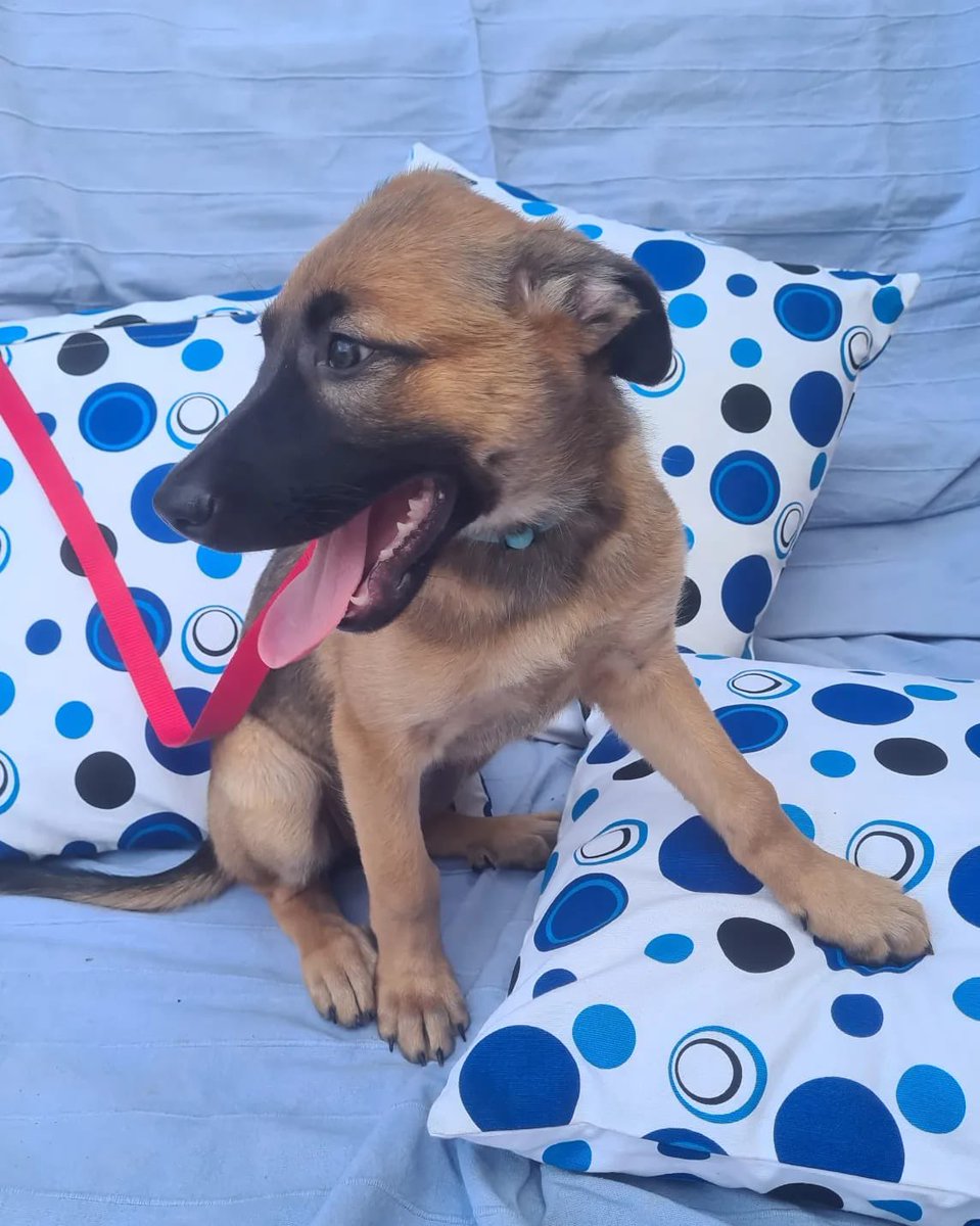 PATICASTAUSTE1's tweet photo. ⭐ OSIRIS EN ADOPCIÓN ⭐
Una cachorrita preciosa, un pequeño terremoto deseando hacer feliz a una familia.
📢 NO SABEMOS LA RAZA,Seguramente será grande.
✔️ Mestiza
✔️ 3 meses
✔️ Vacunada, desparasitada, negativa.
➡️ Se entregará con contrato y compromiso de castración. https://t.co/4MFp9YE14y