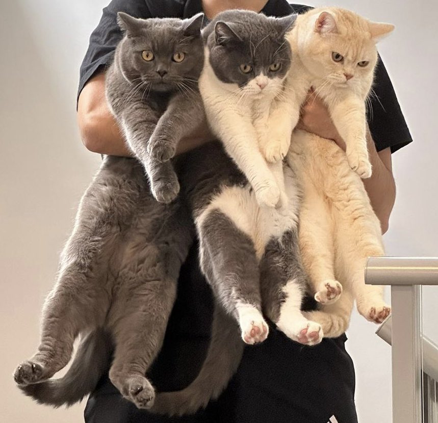 sienny_95's tweet photo. 重そう🐈 https://t.co/cwCeNMDa2n