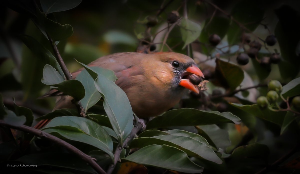 sandrasphotos's tweet image. #timelinecleanse

#femalecardinal eating  a #crepemyrtle berry. . .

Have a good day, everyone!