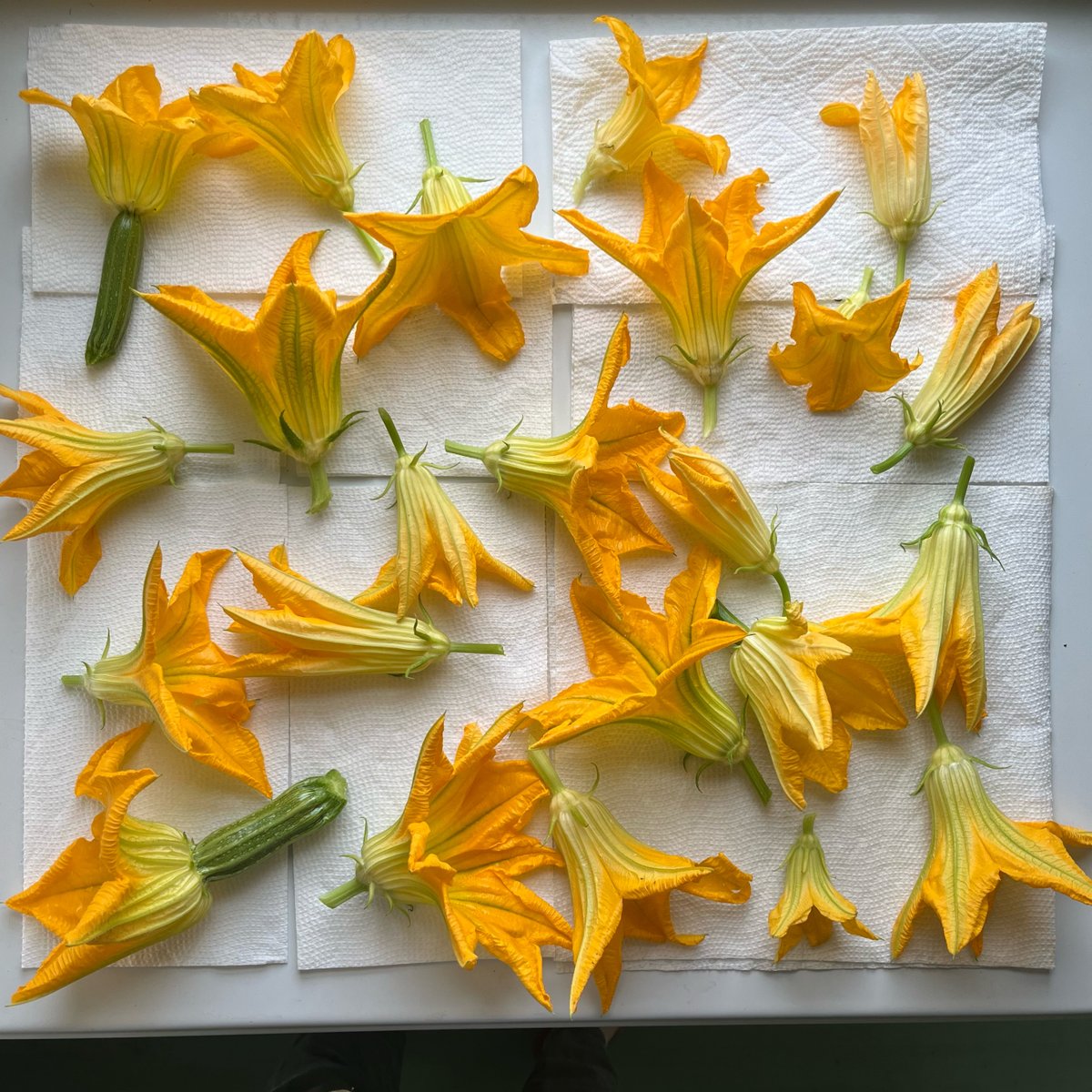 Lauren Simkin Berke tweet media