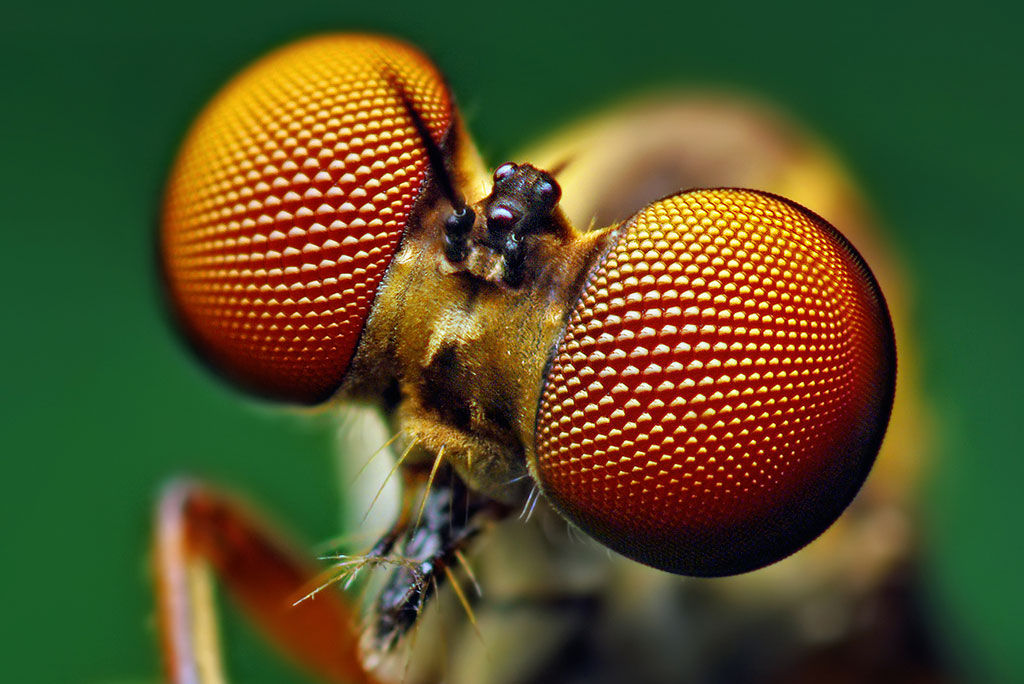 FindLightInc's tweet photo. You might also be interested in this blog post on bio-inspired artificial compound eye: https://t.co/pwyH3e05KJ #artificialeye https://t.co/7jHWgxKhjY