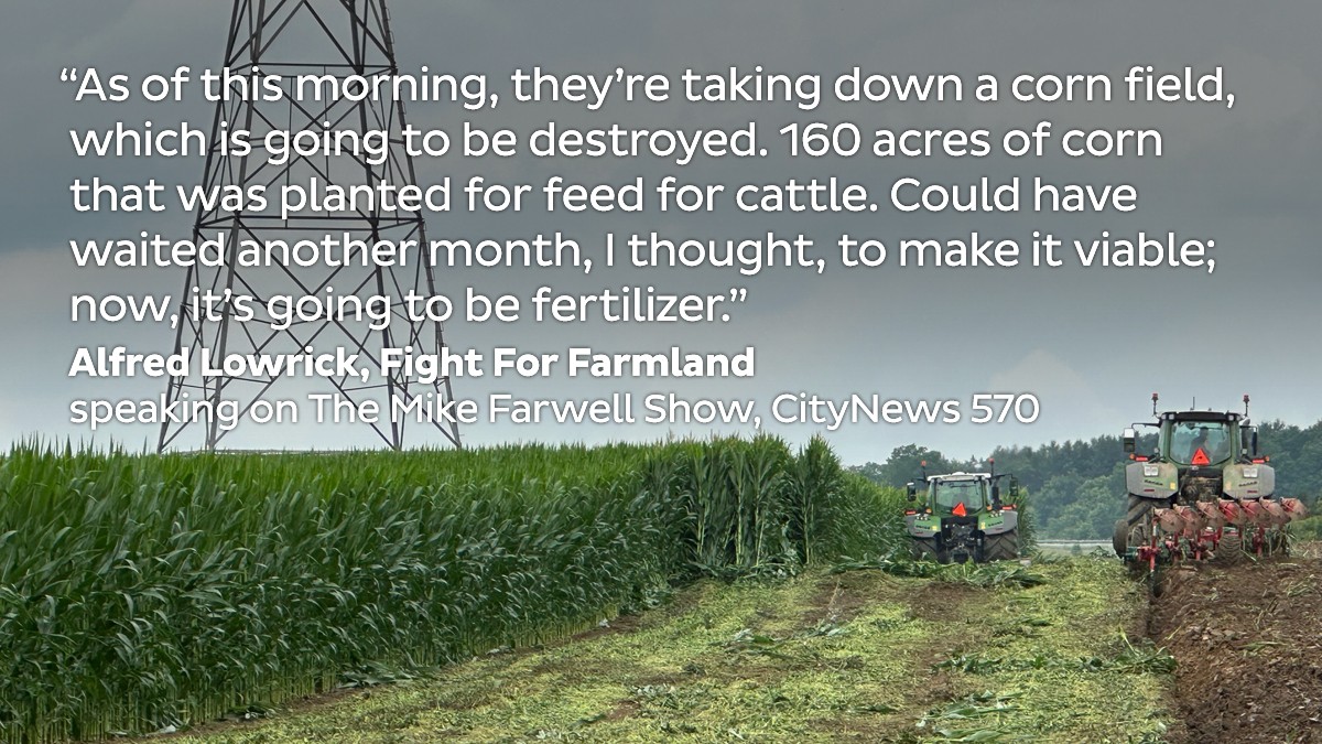 Senseless waste. 160 acres destroyed. In 4 weeks, these would have been viable crops that could have helped to replace some of the cattle feed crops lost to fire out west. Local family-owned farm businesses are facing uncertainty and destruction. #FightForFarmland #ONpoli