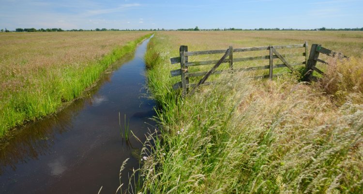 🌼 Extensief kruidenrijk grasland kan de biodiversiteit in veenweidegebieden herstellen. Het is goed voor inheemse planten, insecten en vogels, maar kan ook gunstig zijn voor veehouders blijkt uit onderzoek in Alblasserwaard/Vijfheerenlanden. Ontdek meer: lnkd.in/dw6-pwX2