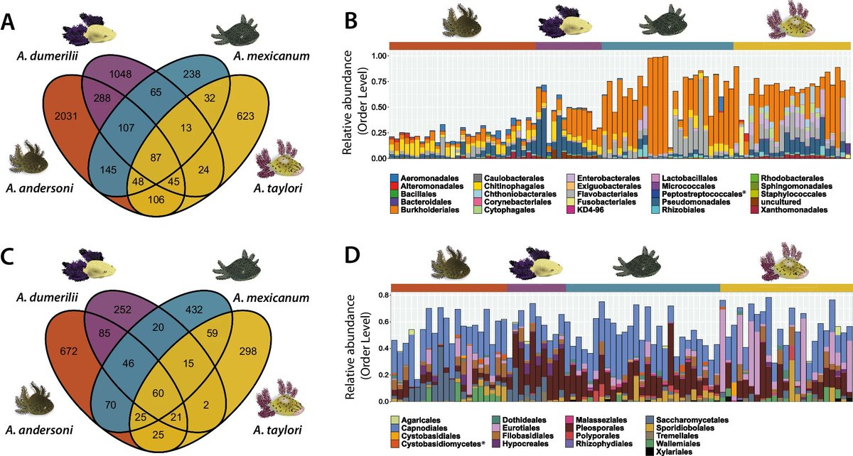 Happy to share that my first PhD chapter is now published! We analyze the skin microbiota of critically endangered axolotls’ species and we show that host species and environment explain skin bacterial communities’ variation more than fungal communities.👇
link.springer.com/article/10.100…