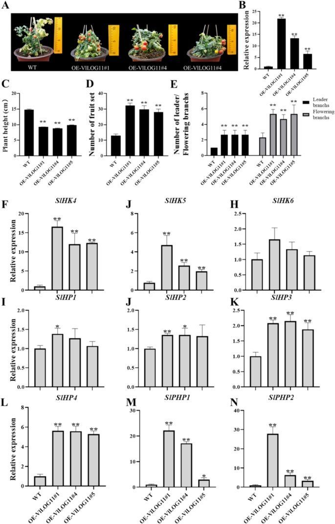 VlMYB4 and VlCDF3 co-targeted the VlLOG11 promoter to regulate fruit setting in grape (Vitis vinifera L) 

link.springer.com/article/10.100… 
#plantscience ♻️