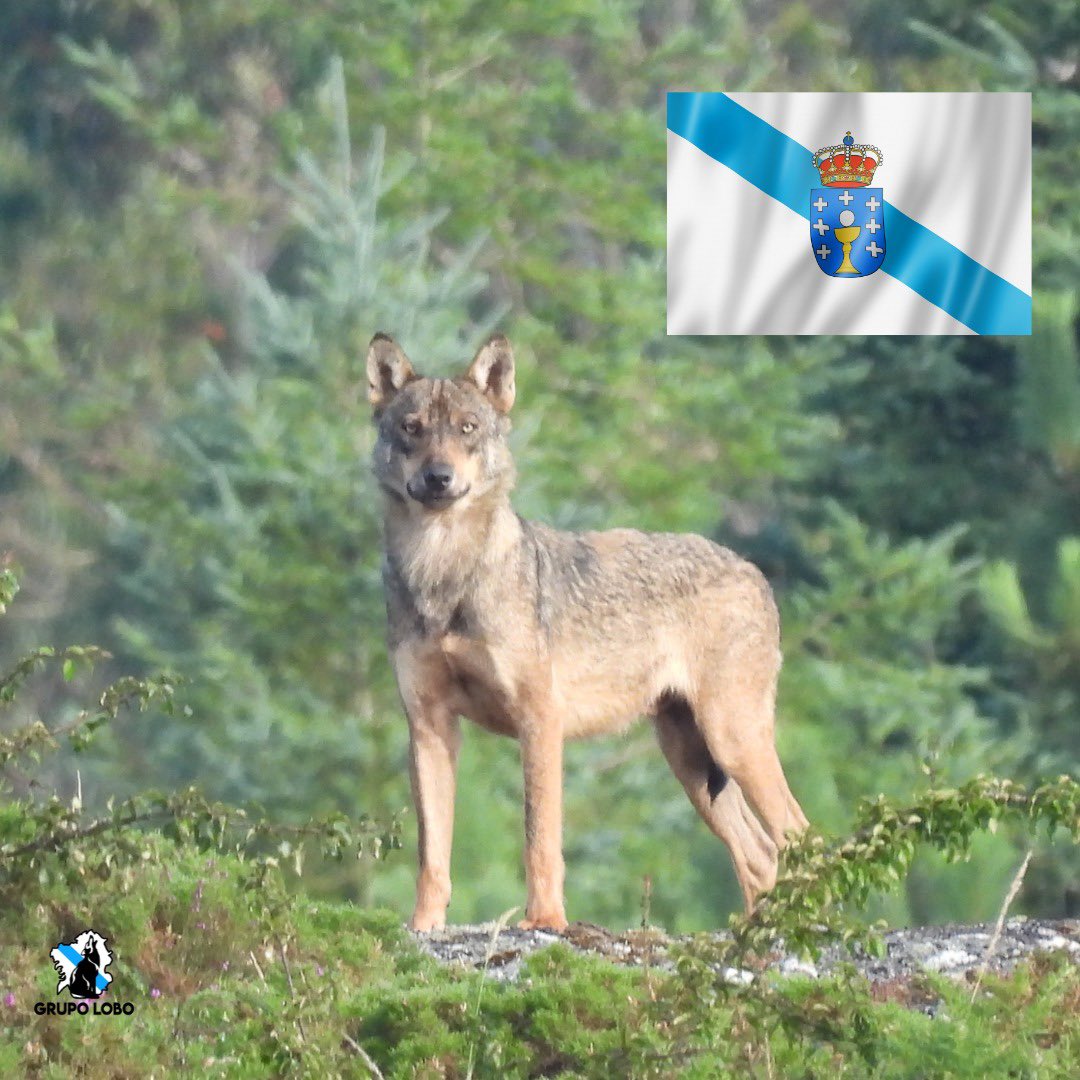 "Felicidades a todos os galeg@s neste Día da Patria, celebrando xuntos a nosa rica cultura e o compromiso coa protección e convivencia co lobo ibérico, símbolo da nosa terra e da nosa natureza indómita. #DíaDaPatriaGalega #CulturaGalega #LoboIbérico #ProtecciónLobo #Galicia