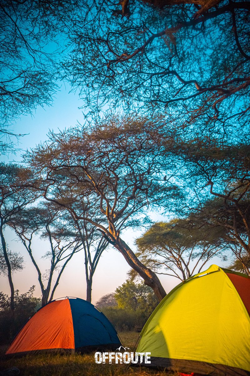 Off_Route101's tweet photo. Serengeti National Park!

Remember we had a visitor at Kigoma? 
We had visitors here too. No harm though, just scary😀

There were some of us who decided to sleep late, they have their version of story and those who woke up early have theirs.

We start streaming on 1st Aug! https://t.co/GBxxzj7iK5