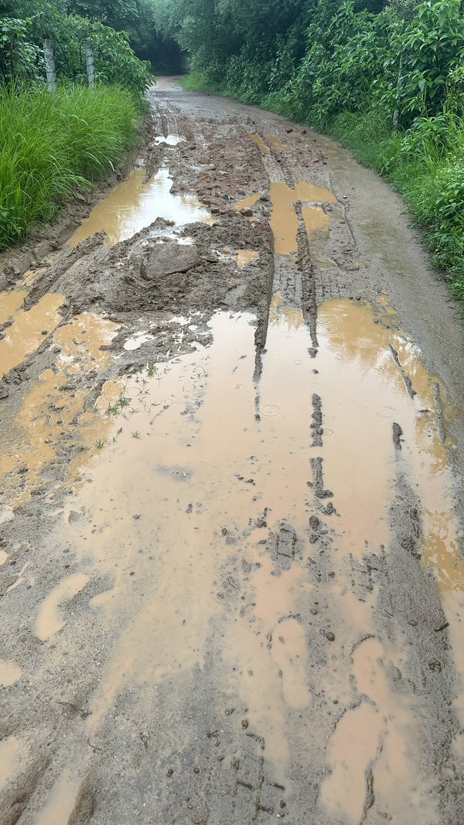 christinedelhi's tweet image. Have you exercised today?

A lovely slow 10k today, getting drenched (&amp;amp; loving it!) and seeing a nilgai and loads of birds - drongos, kites, rufous tree pies &amp;amp; peacocks galore.

Gotta keep my ancient bones moving 😎
#thisis70
#dailyexercise #FitnessGoals 
#india #NewDelhi #runner