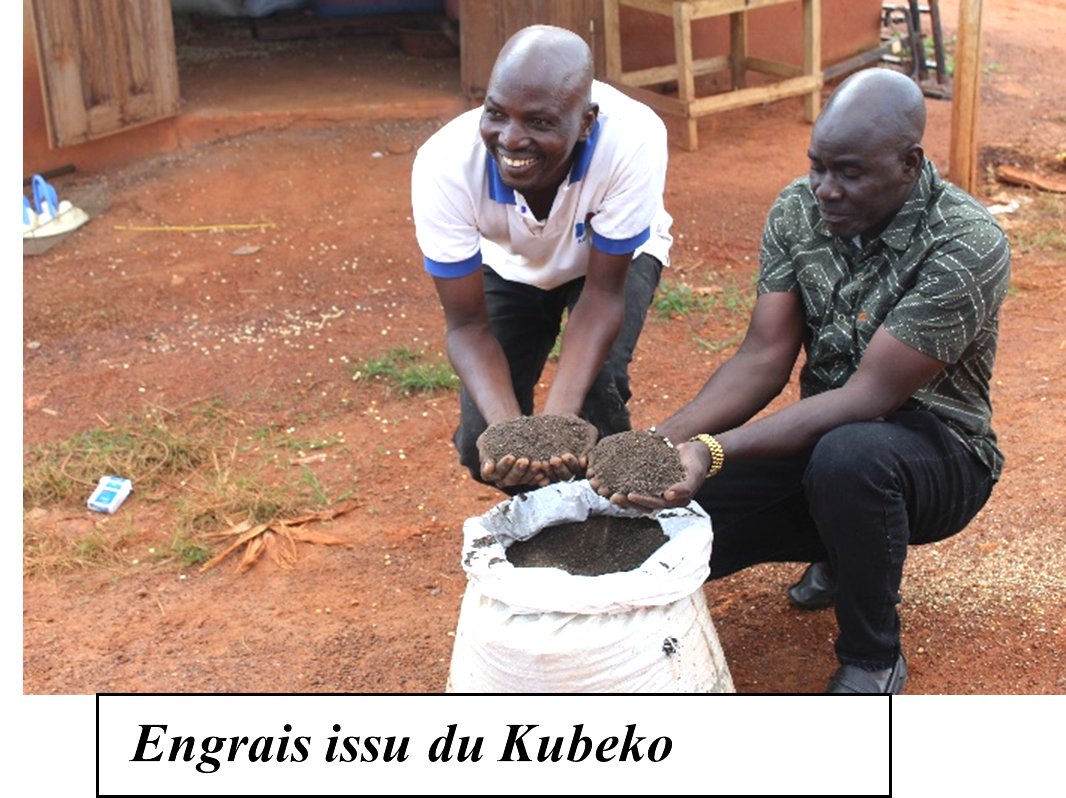 SCALE_2's tweet image. 🇨🇮 Dans l’optique de valoriser les déchets issus de l’agriculture et aider à une meilleure production de maïs, les biodigesteurs #KUBEKO du partenaire LONO Côte d'Ivoire ont été introduits dans les Pôles d’Entreprises Agricoles de Korhogo, Toumodi et de Daloa. 
#Bopinc #IFDC #SNV