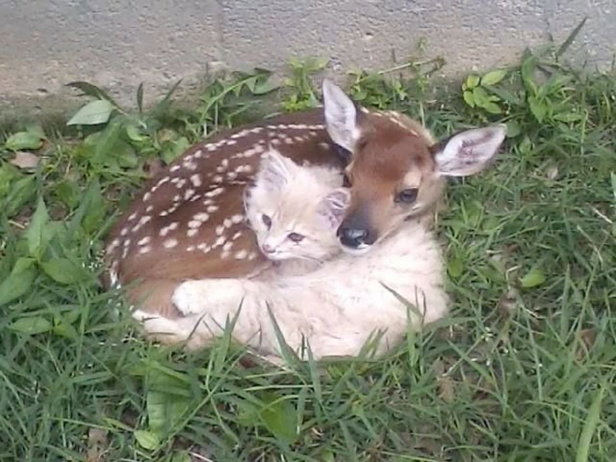 average clairo listeners