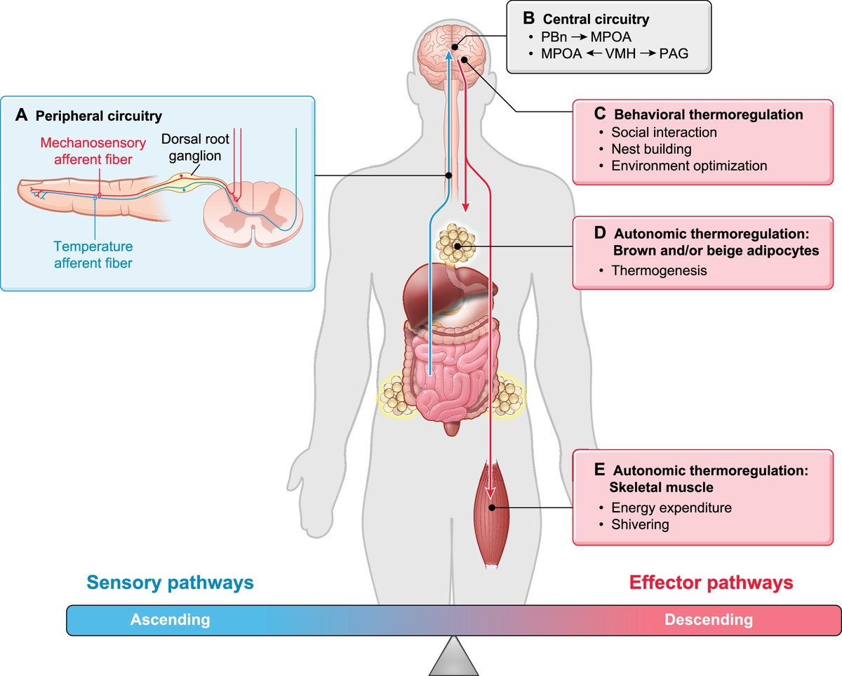 Figure 1 from Grajales-Reyes et al summarizes the basics of #thermosensation and #thermoresponse. 

This notable review explores the junctures where reward, #pain, and thermoregulation intersect, unveiling a complex interplay between neural circuits.

doi.org/10.1152/physio…