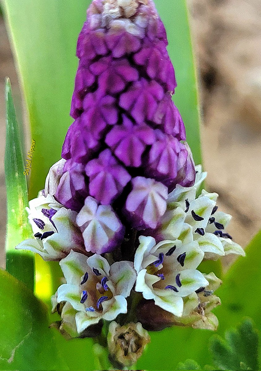 Bellevalia longistyla
Asparagaceae
Distribution:Turkey, Syria, Iran, and Iraq  
April 2024
Elevation 2200m