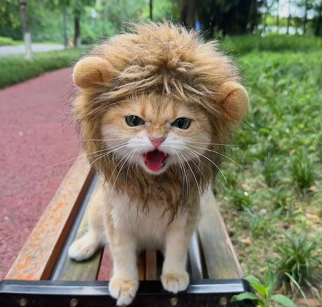 smol silly cat tweet media