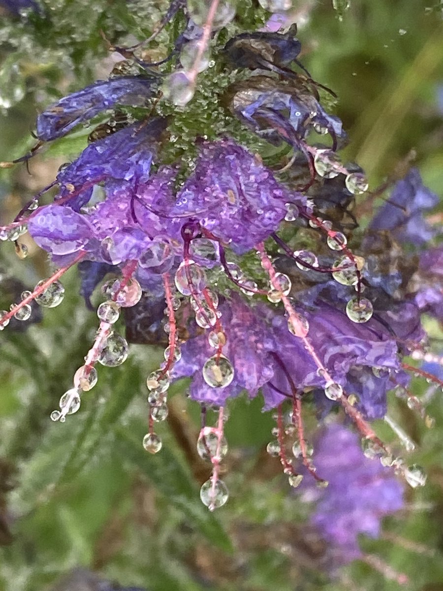 🐝 Jean Vernon 🐝 tweet media