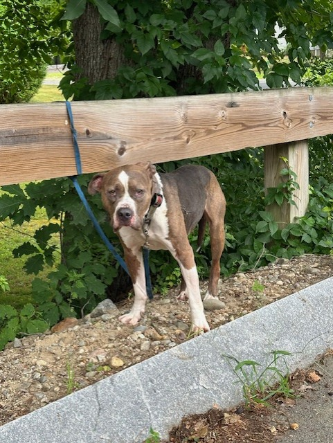 BwtrPolice's tweet photo. If you own this dog please contact the PD at 508-697-6118 Ext. 0.  Thank you. https://t.co/OXKAkh86uM