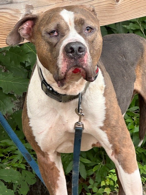 BwtrPolice's tweet photo. If you own this dog please contact the PD at 508-697-6118 Ext. 0.  Thank you. https://t.co/OXKAkh86uM