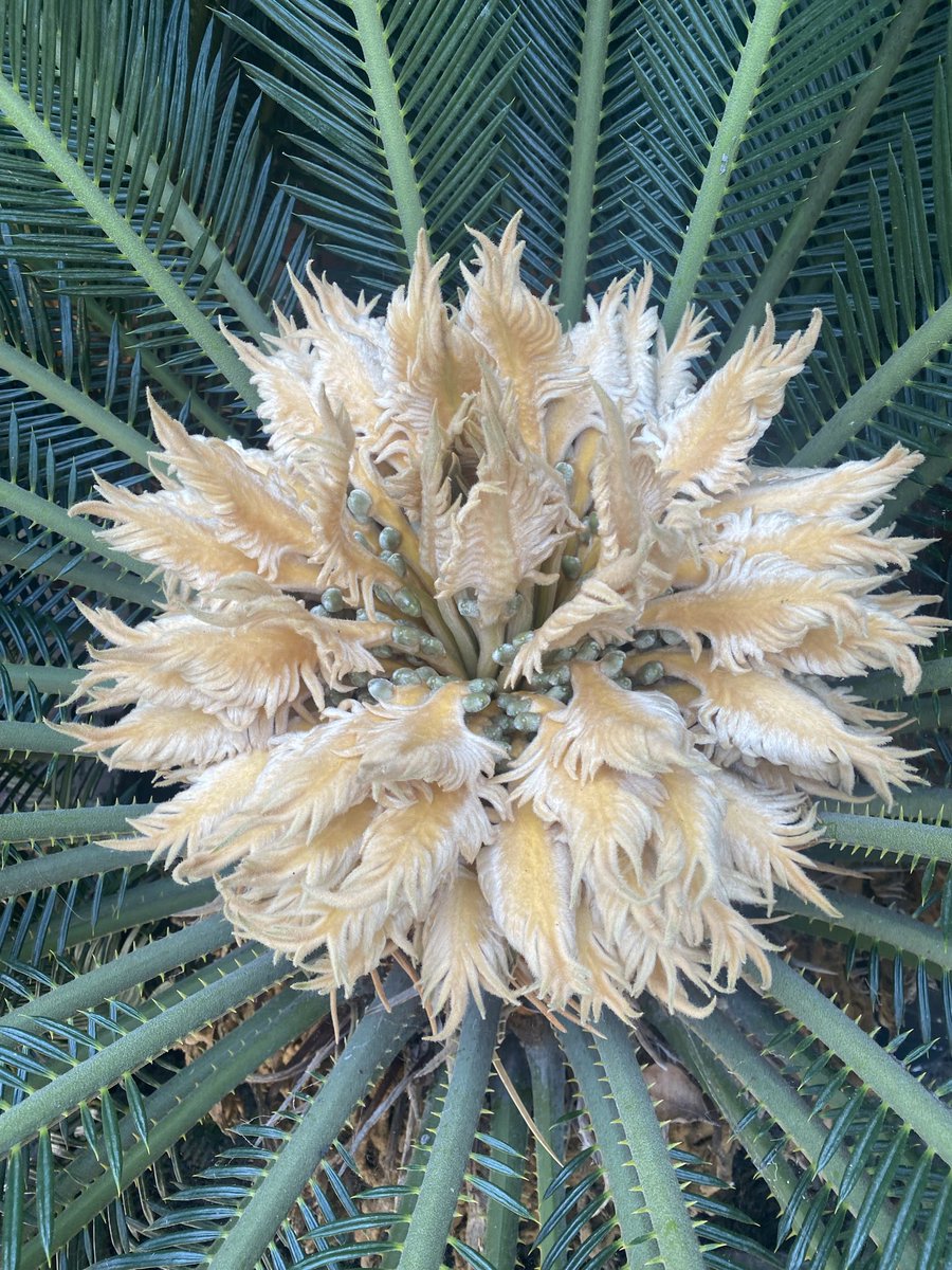 Boris Kachka tweet media