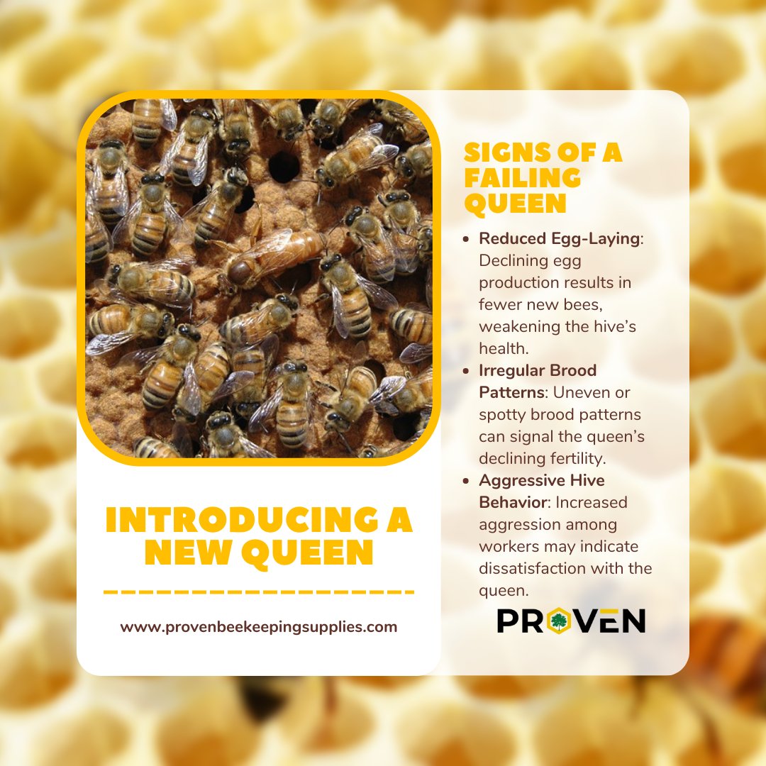 provenbkeeping's tweet photo. 🔍 Is Your Hive in Trouble? Check out these signs of a failing queen! 🐝

Reduced egg-laying 🥚
Irregular brood patterns 🐣
Aggressive hive behavior 😠

Keep an eye out and act if needed! 🌟✨

#Beekeeping #HiveHealth #QueenBee #Requeening #BeeCare https://t.co/0CXO62VQyh