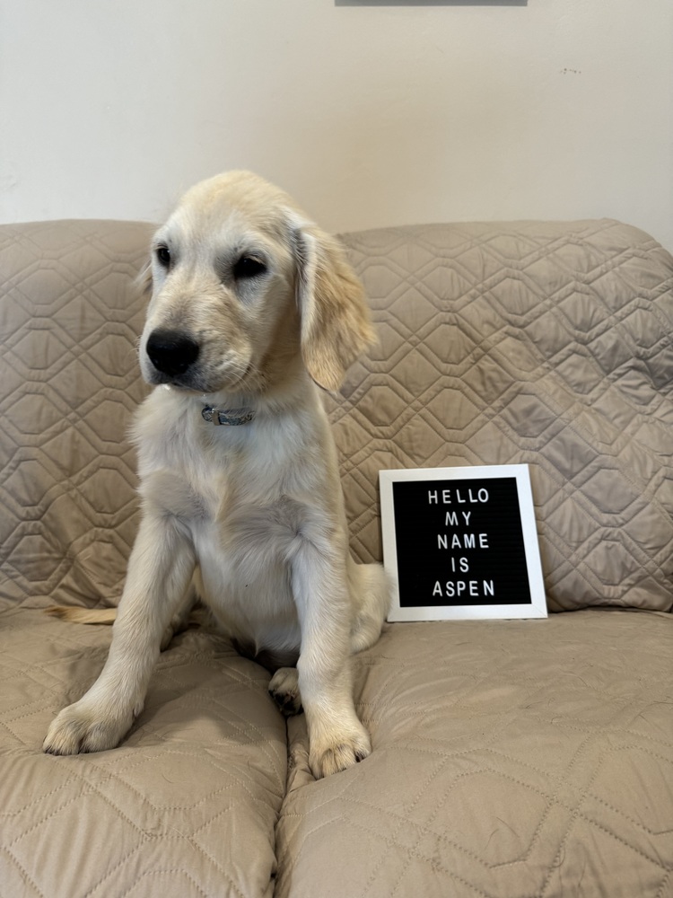 Meet Aspen! She is an adorable 15-week-old Golden Retriever with a beautiful light coat and a soft expression in her eyes. Aspen and her brother Hunter came to WCLRR because a young couple who purchased them couldn't properly care for them.