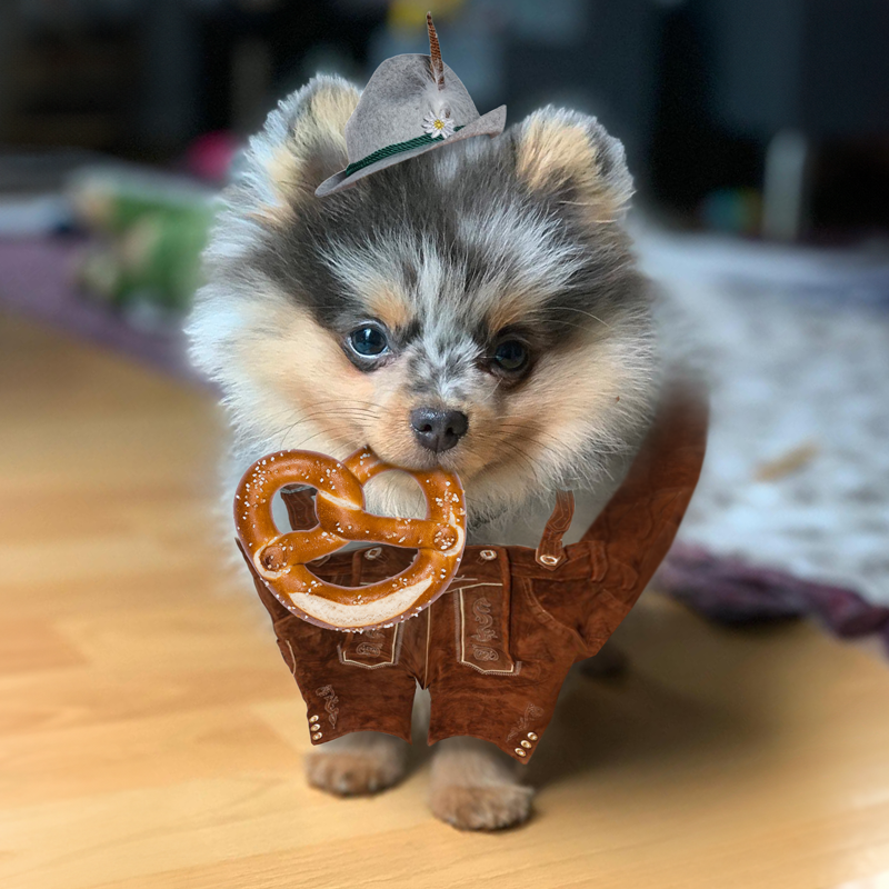 $Bubbles the Pom tweet media