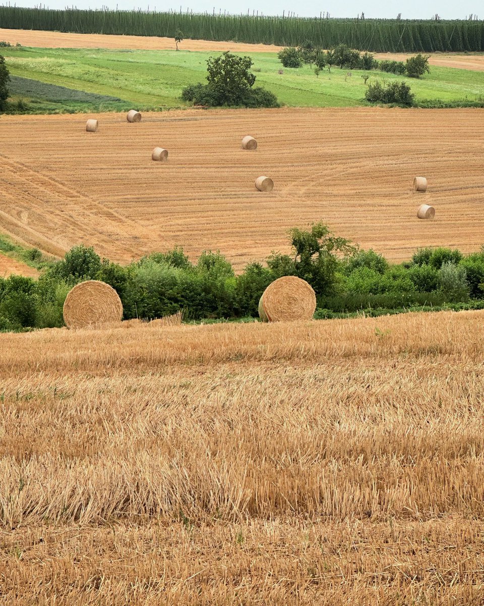 phdossmann's tweet image. Toscane alsacienne.
#strasbourg #kochersberg #summer #wingersheim
