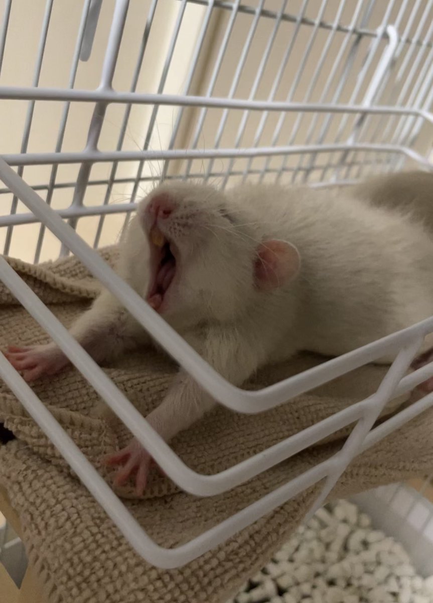 憤怒志太郎 (@isozin_mazui) on Twitter photo 