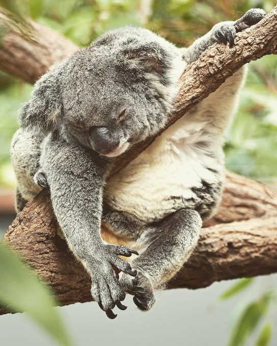 DSalernoTravel's tweet photo. When it's cold this #winter, it will be #summer in #Australia
#DonnaSalernoTravel knows #SouthPacific & beyond!
#LuxuryTravelExperts #MakeAPlan #KoalaSanctuary #DiscoverYourWorld #TimetoBook https://t.co/S5BwKI726J
