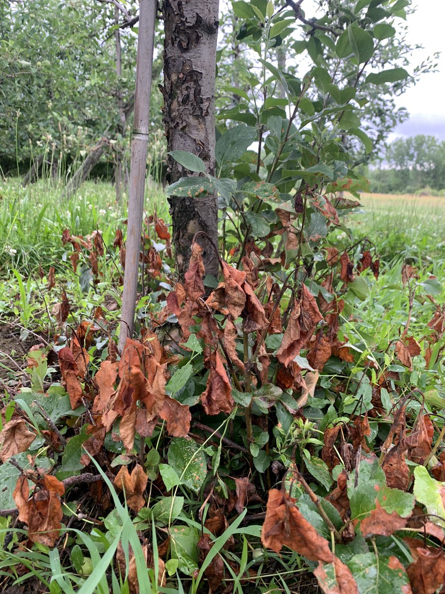 Jean Sabety tweet media