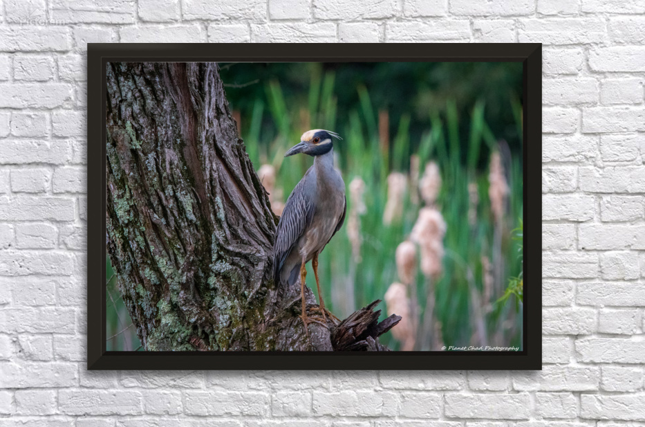 I started my journey on Ebird back in Sept 2020 as a new hobby. A few weeks ago, I got to see my 199th bird. A yellow crowned night heron.

pictorem.com/2030292/Yellow…

#heron #nature #wildlife #birds #birdwatching #wallart
