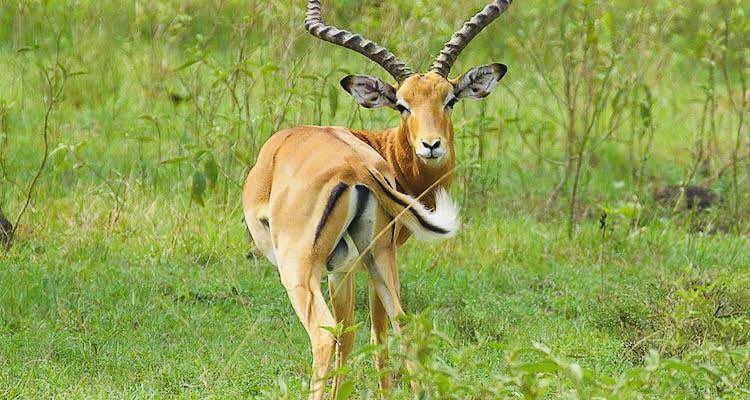 Did you know? Antelopes can reach speeds up to 60 mph! . 🦌🌿 Graceful and wild, the antelopes roam free in the heart of the jungle.

#NatureBeauty 
#wildlife