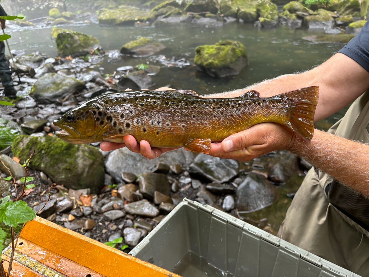 Annual sample of the Savage River yesterday out in Western Maryland. A tricky fishery with a lot pocket water, but has some good fish in there.