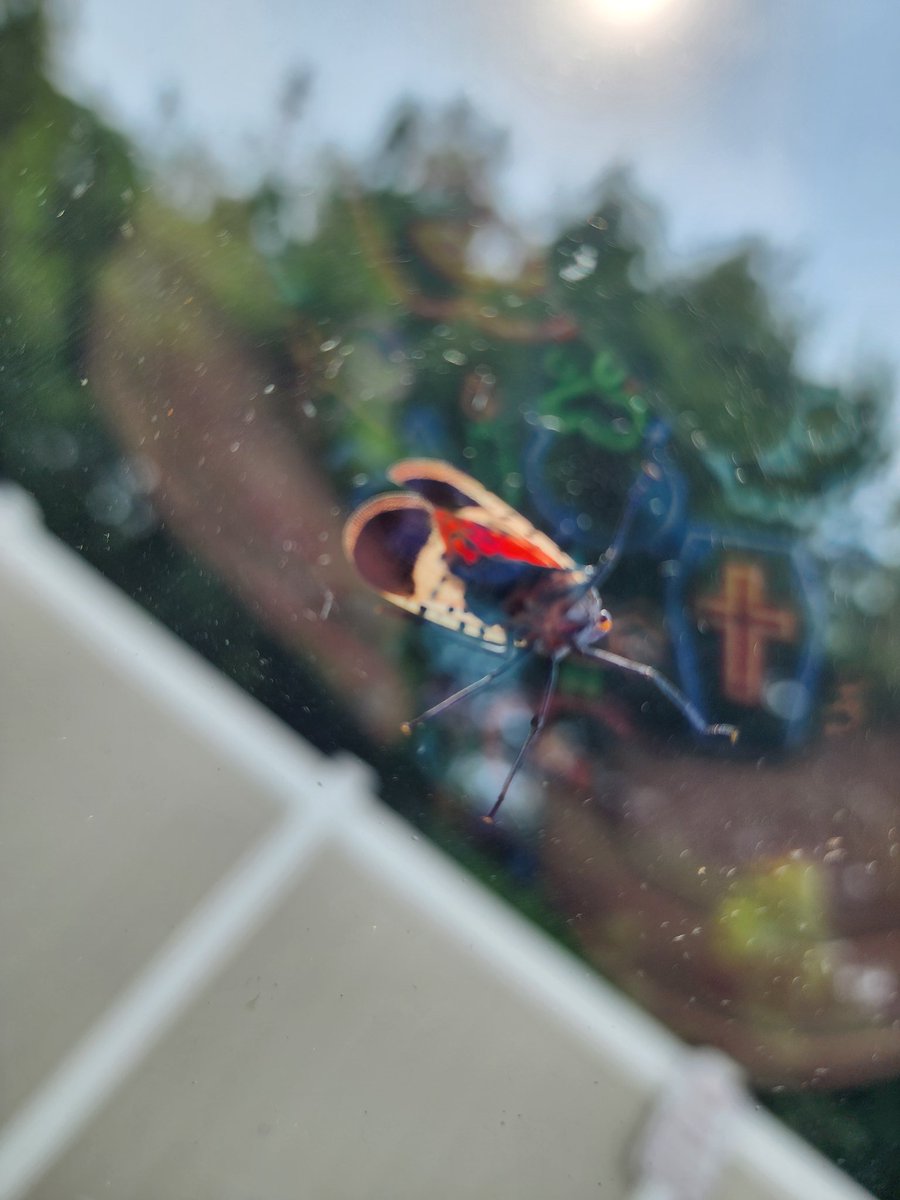 There is a bug on my windshield and I feel like I should be seeing it's undercarriage. This feels dirty.