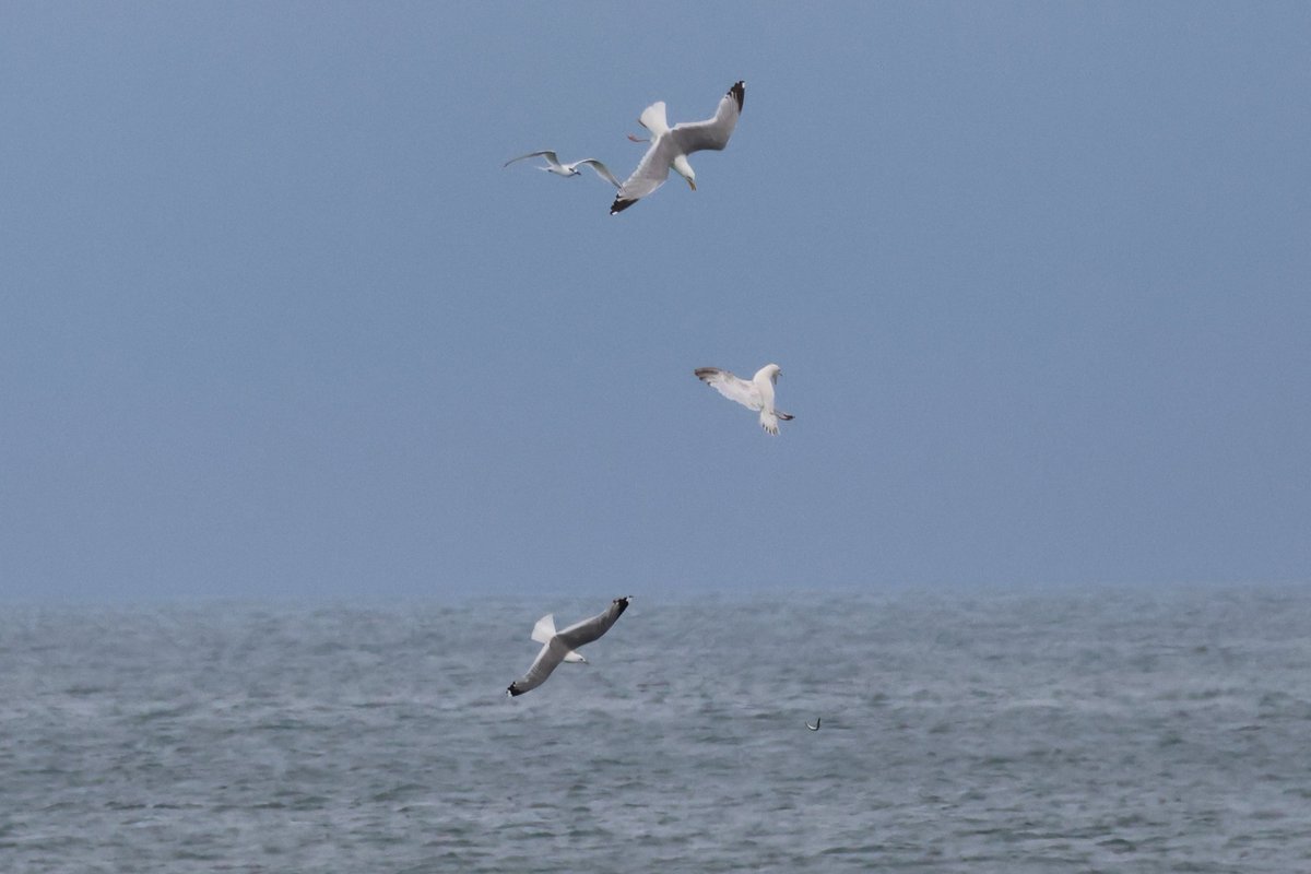 An interesting sequence of pics - the tern has the fish in the 1st pic, but drops it &amp; the gulls take over - nobody got the fish though! (The fish isn't easy to spot but is in all three pics)
#birdwatching #tern #fishing