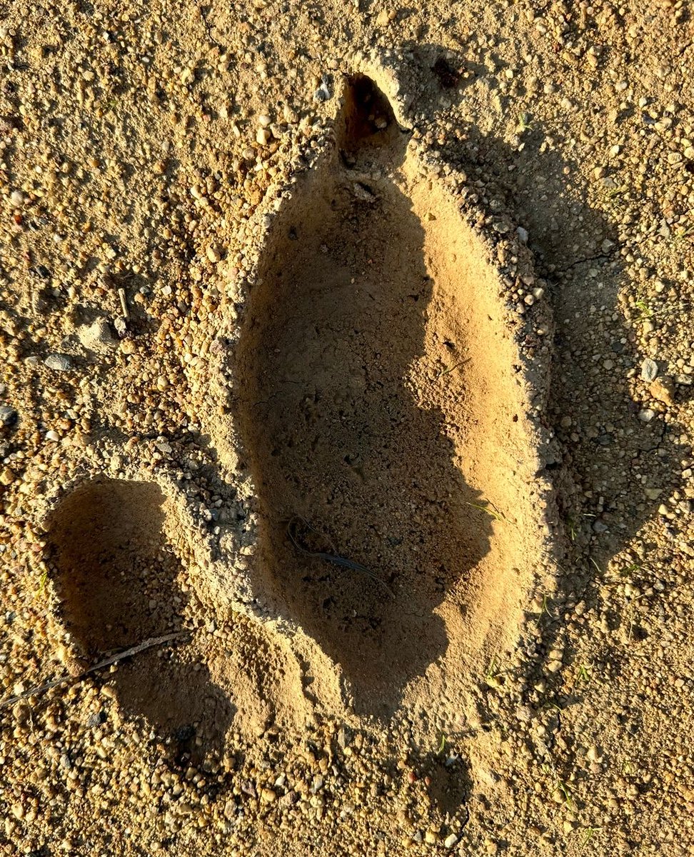 SpringfonteinE's tweet image. Did you know ostriches have a unique two-toed foot, leaving distinct footprints? Discover more about these fascinating birds in our blog. 🕊️ l8r.it/Hzp8

#SpringfonteinEstate #Ostrich #Wildlife #NatureLovers #BlogPost