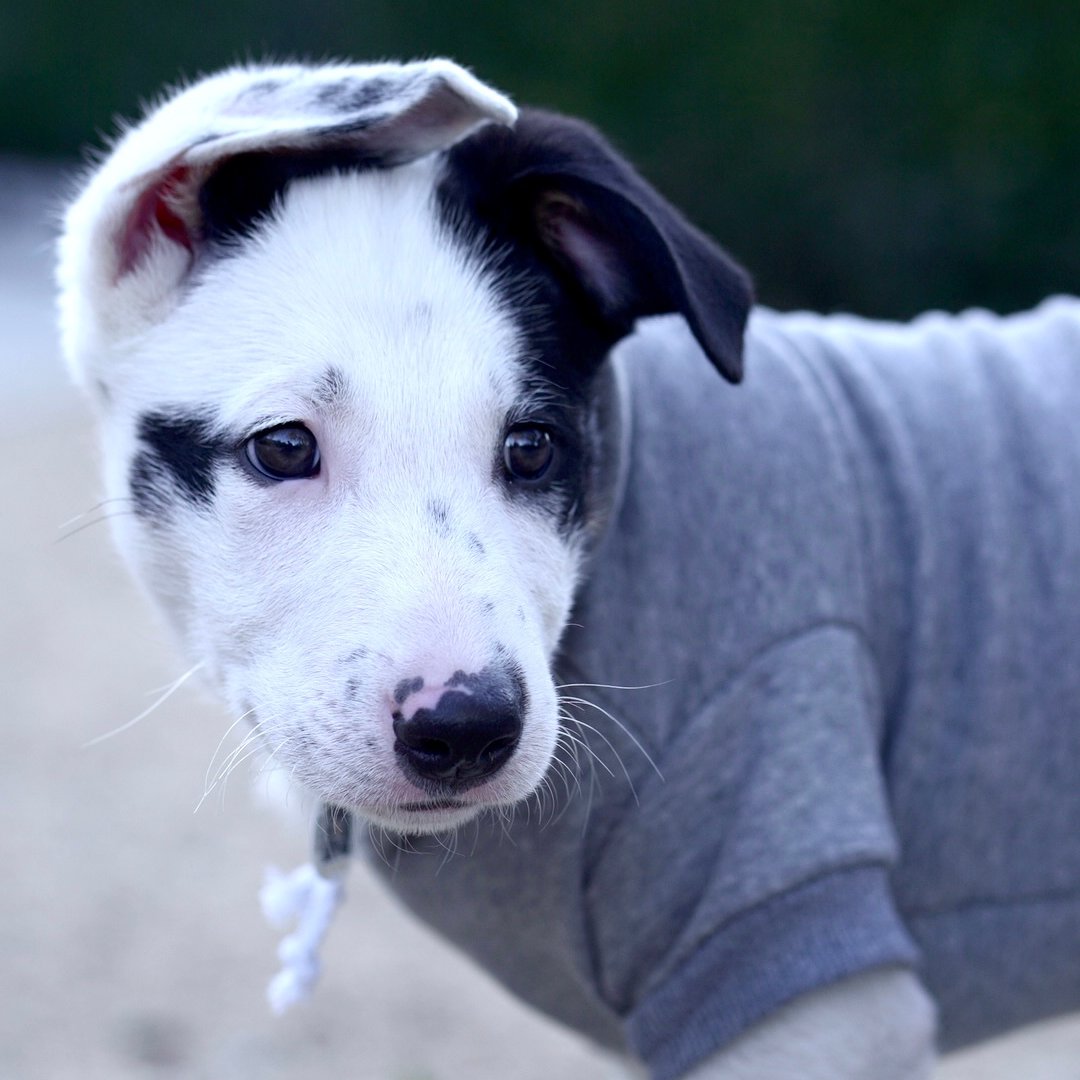 lovelightpaws's tweet photo. Our grey fabric is specially dyed and hand-picked using the highest quality fibers on the market. ✨

#dogclothes #dogsweater https://t.co/0a5uFE09Yb