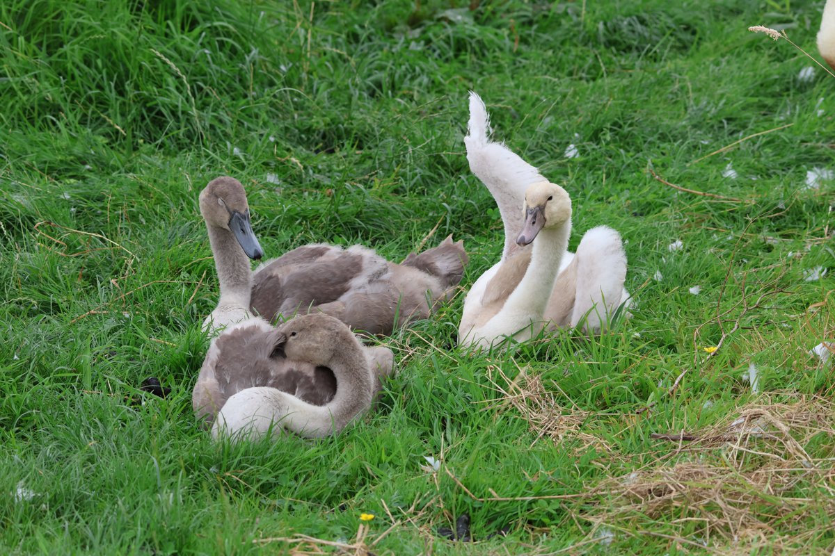 Interesting for me to see the difference in colour between the polish cygnet &amp; its siblings. Lovely to look at from a distance &amp; as always, my photos are very zoomed
#birdwatching #swans #cygnets #polish #birdphotography