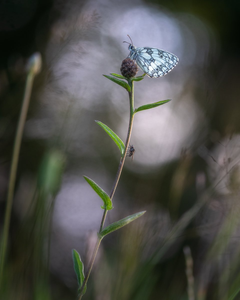 South West Coast Path Association (@swcoastpath) on Twitter photo Did you know that the Big Butterfly Count is currently underway? Organised by <a href="/savebutterflies/">Butterfly Conservation 🦋</a>, a 15 minute walk along the #SWCP could provide vital data and help monitor the health of our environment.
Info and where to input butterfly data➡️…erflycount.butterfly-conservation.org
📷 Jon Rees Did you know that the Big Butterfly Count is currently underway? Organised by <a href="/savebutterflies/">Butterfly Conservation 🦋</a>, a 15 minute walk along the #SWCP could provide vital data and help monitor the health of our environment.
Info and where to input butterfly data➡️…erflycount.butterfly-conservation.org
📷 Jon Rees
