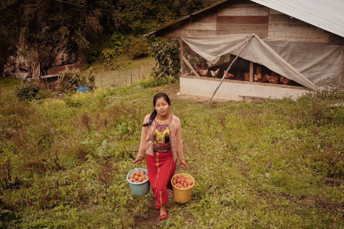 SaveChildrenLAC's tweet photo. Rebeca es una agricultora.
@SaveChildrenGT apoya a los agricultores locales para que puedan proveer de alimentos sanos y nutritivos a más de 280 centros educativos. 
Esto impulsa la economía local y nos acerca más a que ningún niño o niña pase hambre en la escuela. https://t.co/96fANKTwMo