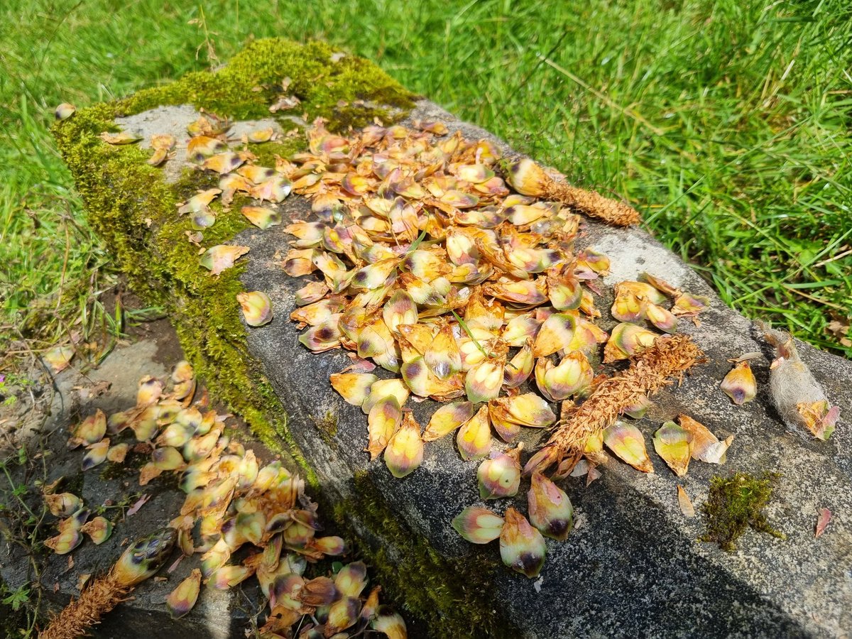 Alan Cleaver tweet media