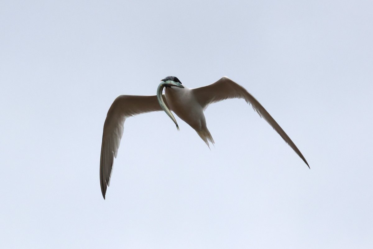 Sandwich terns fishing at <a href="/NWTCleyCentre/">NWT Cley Marshes</a> 
#birdwatching #birdphotography #tern #fishing